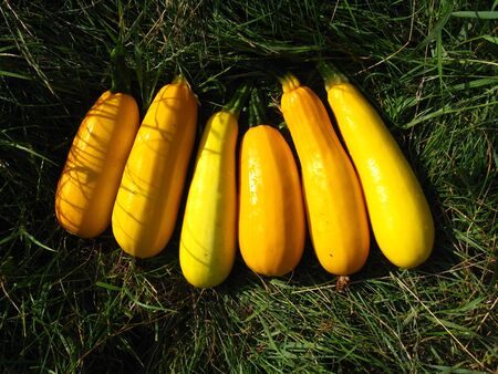 six yellow squashesの写真素材