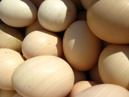 The image of many tasty eggs of the henの写真素材