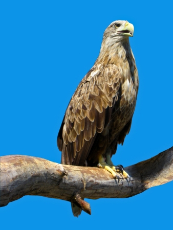 The image of eagle sitting on a branch