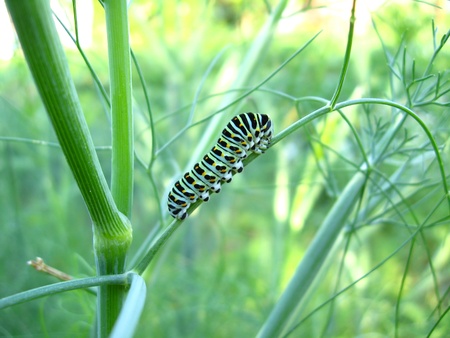 The image of caterpillar of the butterfly  machaon on the stoneの写真素材