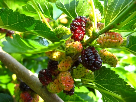 the image of branch of ripe mulberryの写真素材
