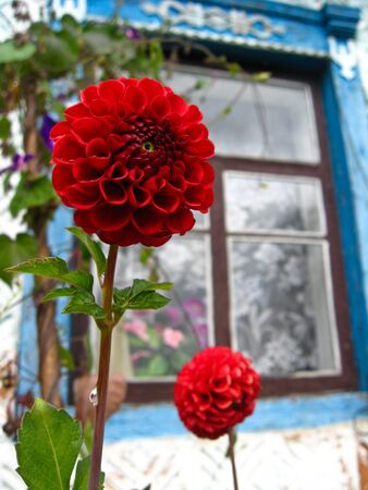 image of a beautiful flower of red dahliaの写真素材