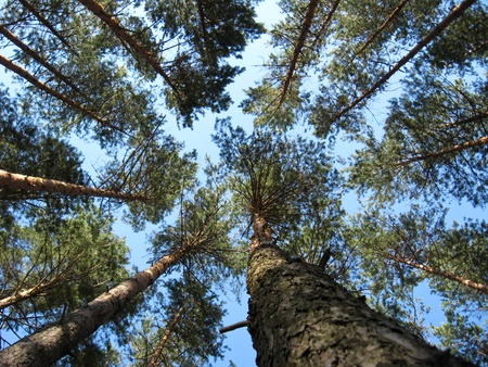 Fragment of the blue sky among branches of trees