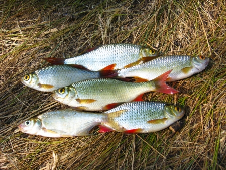 The image of beautiful caught rudd laying on a grass