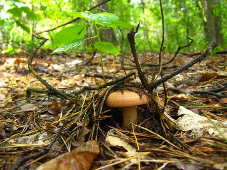 some nice mushroom in the autumn forestの写真素材
