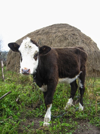 the image of calf standing on the fieldの写真素材