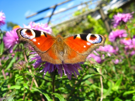 The graceful butterfly of peacock eye sitting on the asterの写真素材