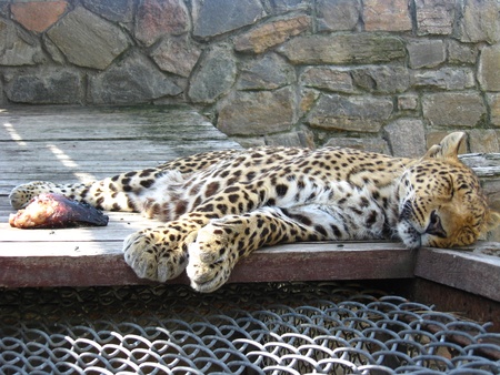 The image of sleeping leopard and piece of meat near itの写真素材