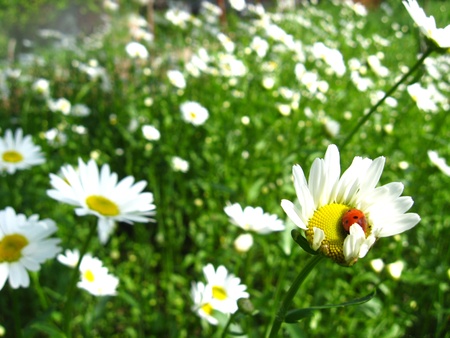 a little ladybird on the white chamomileの写真素材