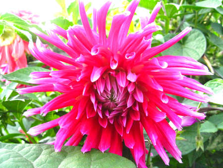 the image of a beautiful flower of red dahliaの写真素材