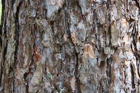 image of background from a bark of pine