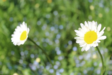 the image of two white beautiful chamomiles
