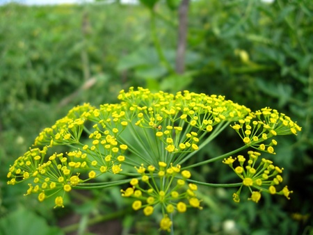 Beautiful green fennel growing on a bed