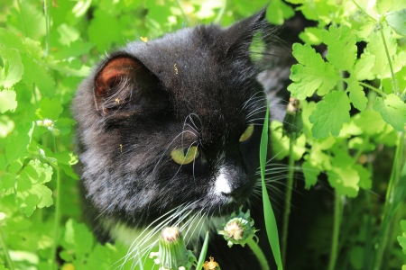 image of black cat with white tie in the bushの写真素材