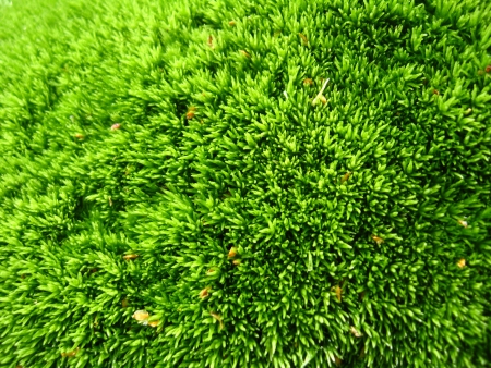 background of green wet moss in the forestの写真素材