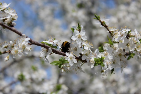 image of bumblebee on the blossoming tree of plumの写真素材