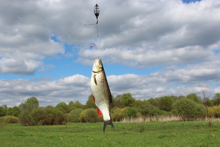 image of caught beautiful chub on the hook