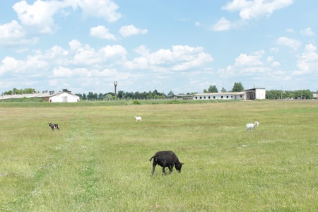 the image of some sheepe grazing on grassの写真素材