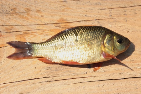 image of caught big red crucian on the woodの写真素材