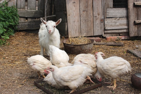 chickens and little kid in the villageの写真素材