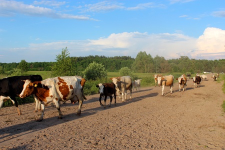 image of cows coming back from pastureの写真素材
