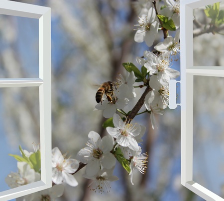 opened window to the garden with bee flying above blossoming cherry-treeの写真素材