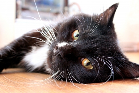 muzzle of black cat lying on the floorの写真素材