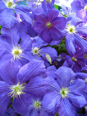 some beautiful blue and big flowers of clematisの写真素材