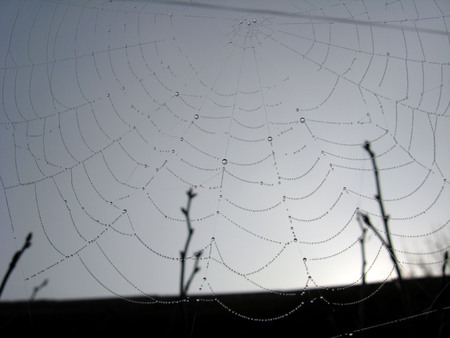 spider's web with dew on the green background of grassの写真素材