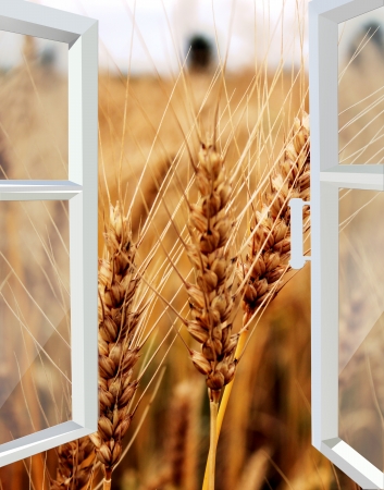 opened white window to the field of wheatの写真素材