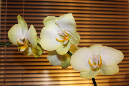 beautiful branch of a blossoming white orchid on the background of jalousieの写真素材