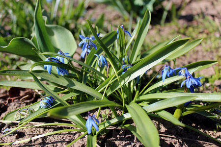 image of blue snowdrops near the house