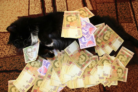 black cat lying on the carpet with moneyの写真素材
