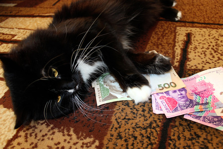black cat lying on the carpet with Ukrainian moneyの写真素材