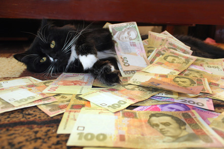 black cat lying on the carpet with Ukrainian moneyの写真素材