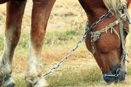 brown rural horse grazing on the pastureの写真素材