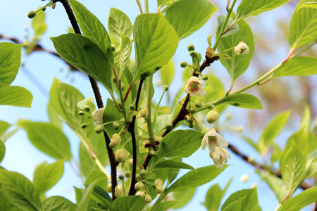 branch with blossoming delicate flowers of schisandraの写真素材