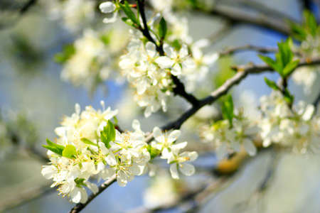 branch of blossoming tree of plum on background of the blue sky