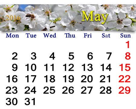 calendar for May 2016 with white blooming cherryの写真素材