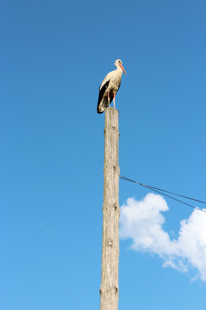 stork standing on the rural telegraph-pole on the background of the blue skyの写真素材