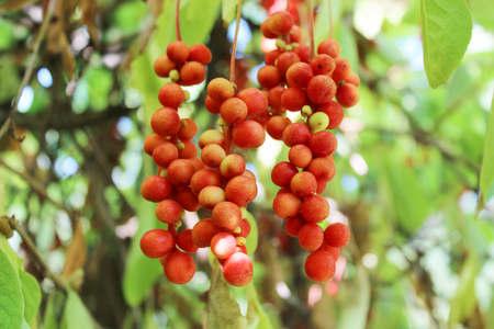 branch of red ripe schisandra hanging in the gardenの写真素材