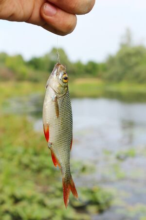 rudd caught on the hook in the handの写真素材