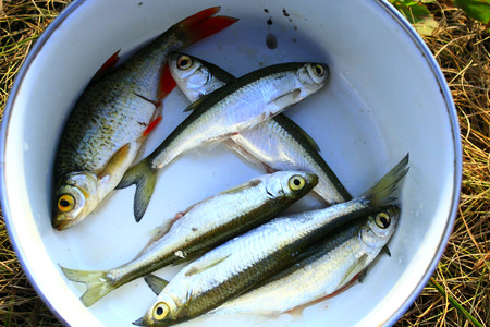 common bleak and rudd prepared for cooking on the pan