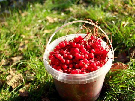 red and ripe berries of schisandra in the bucketの写真素材