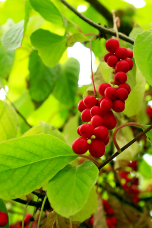 branches of red and ripe schisandra in the gardenの写真素材