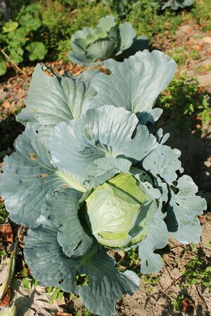 big head of ripe and green cabbageの写真素材