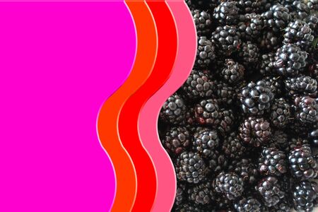 heap of ripe berries of blackberry and colored place for text