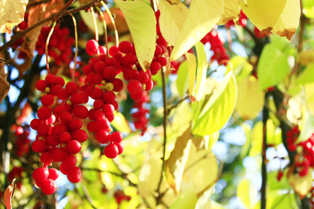branches of red and ripe schisandra in the gardenの写真素材