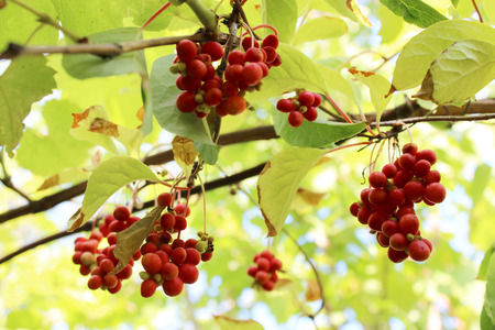 branches of red and ripe schisandra in the gardenの写真素材