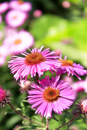 beautiful bright and red asters in the garden